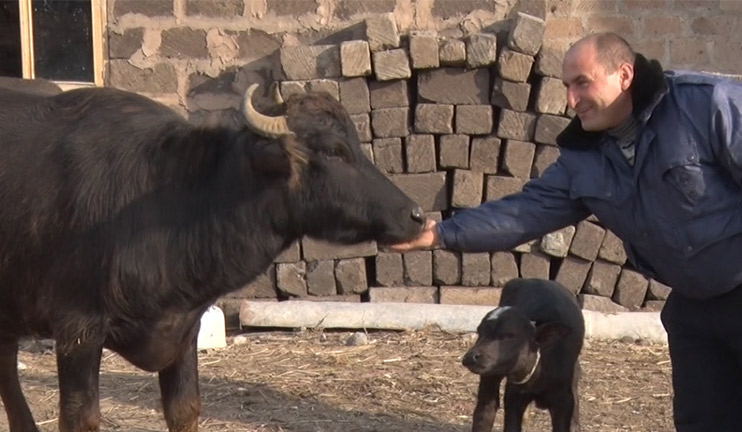 Արմավիրի Արտաշատ համայնքը գյուղատնտեսության նոր ճյուղ է զարգացնում