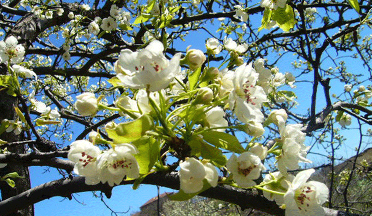 The Apple Tree Blossomed in September