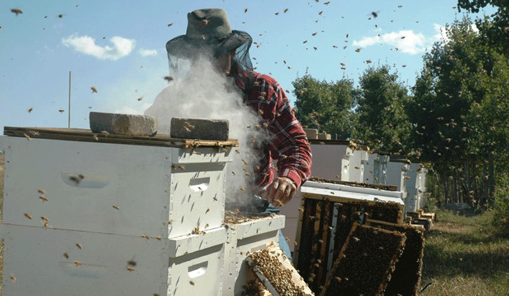 Beekeepers Unhappy with the Outcome This Year