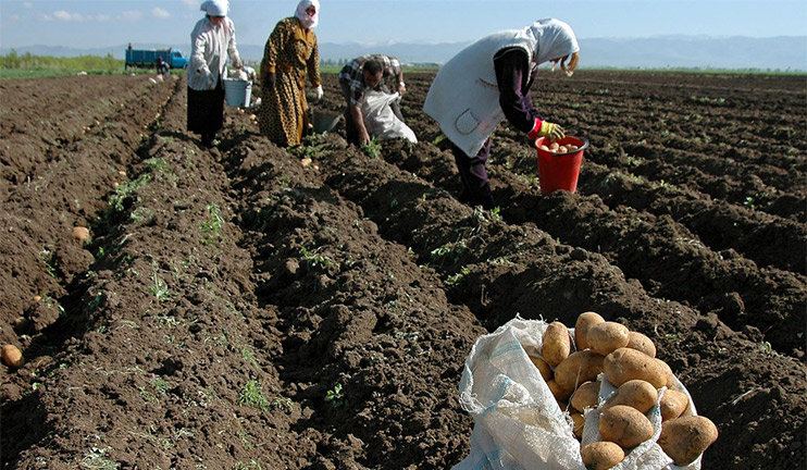 The subsidizing of agriculture will reach 1 billion 350 mln drams