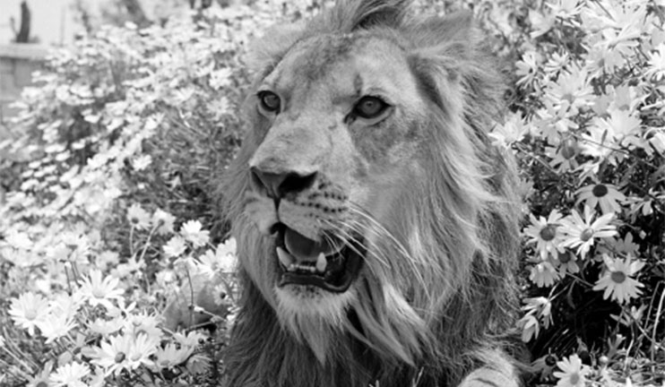 A Story of a Photo: “Fearless Fagan”