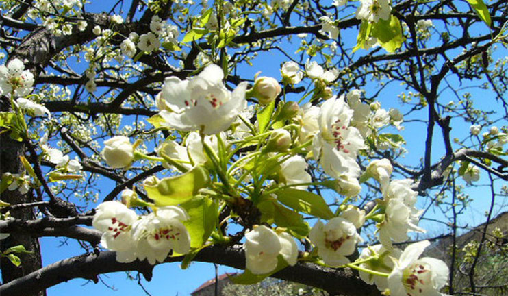 How to forget the inconveniences brought by spring and to enjoy the season