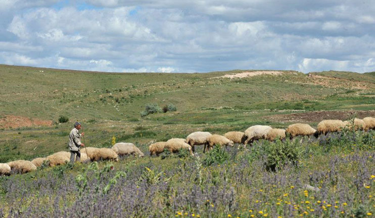 Լոռու եւ Տավուշի մարզի գյուղերի միջեւ արոտավայրերի շուրջ վեճ է առաջացել