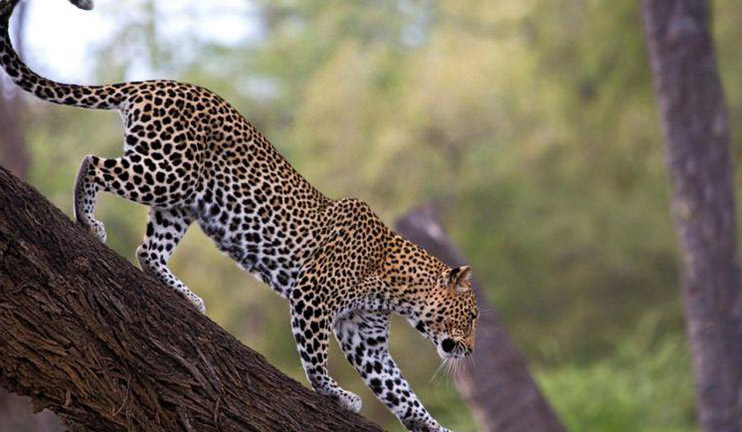 More Caucasian Leopards in Armenia