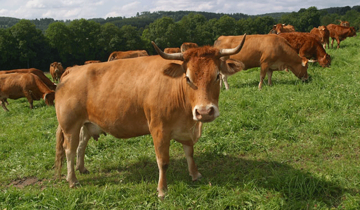 Գյուղատնտեսական ոլորտը ամբողջությամբ կհաշվառվի