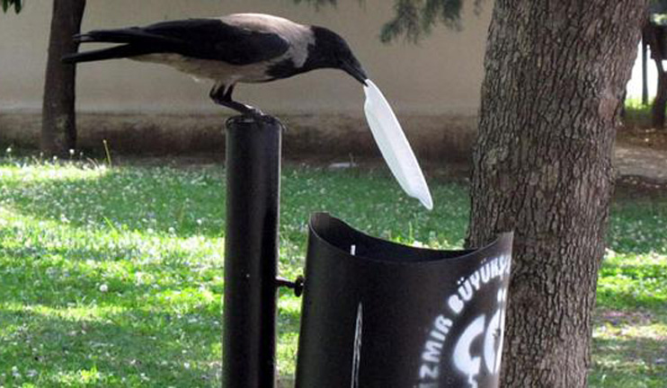 Ինտերնետի սիրելին դարձած բնապահպան ագռավը