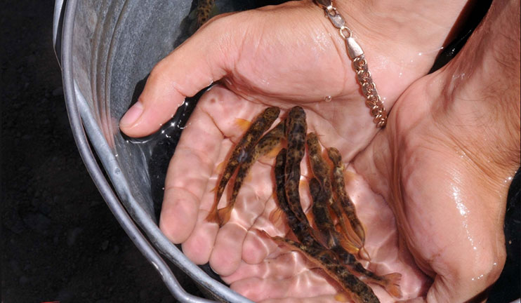 Սևանը վերականգնում է ձկնարդյունաբերական երբեմնի խոշոր կենտրոնի համբավը