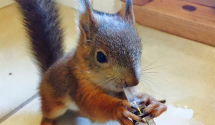A squirrel that went to veterinarian on its foot
