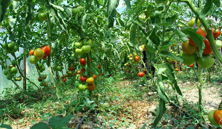 The Armavir farmers face the problem of selling the harvest in time