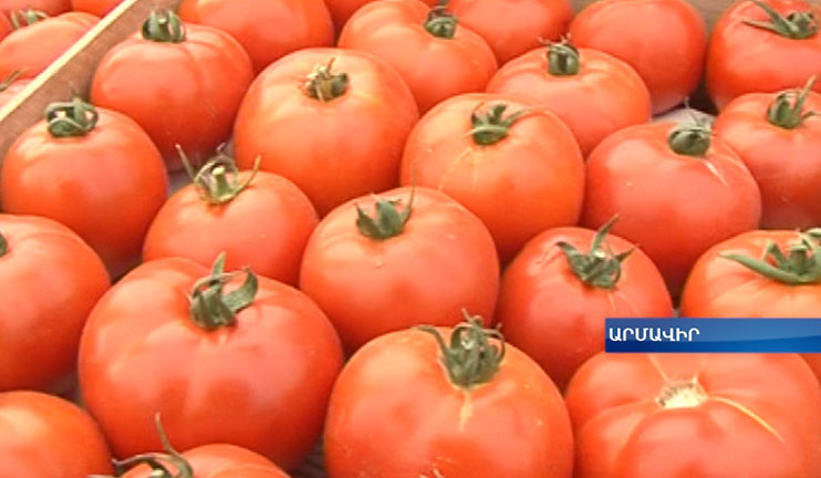 Լոլիկի բերքն անբարենպաստ եղանակի պատճառով նվազել է