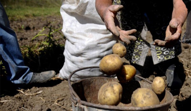 Կառավարության ծրագիրը կօգնի գյուղատնտեսական սեզոնային աշխատանքներին