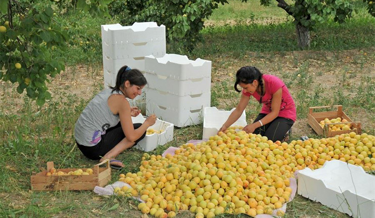 Սյունիքի մարզում պահածոների նոր գործարան է կառուցվում