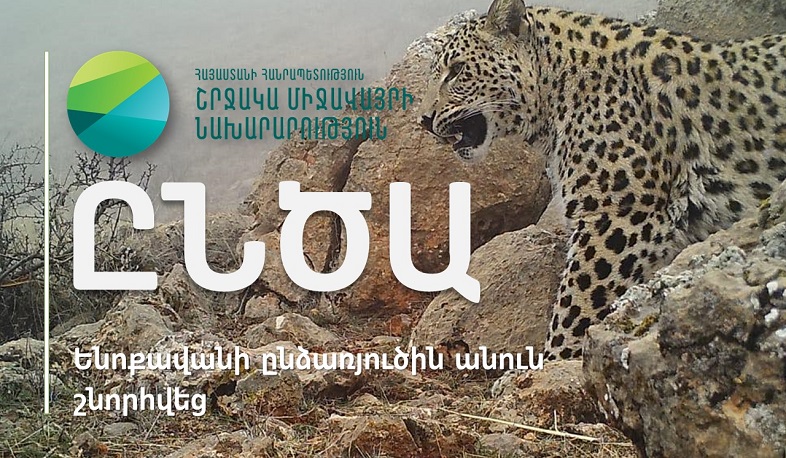 Տավուշի մարզում հայտնված կովկասյան ընձառյուծին շնորհվեց Ընծա անունը