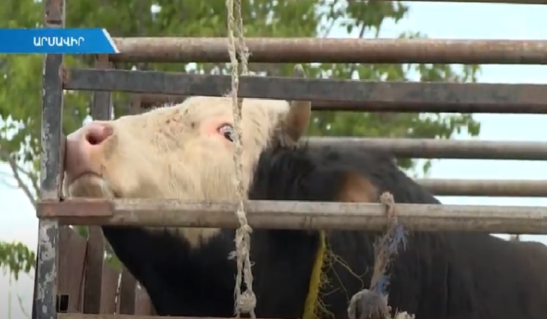 Հուլիսի 1-ին նոր կառուցվող 82 սպանդանոցների մի մասը կիսով չափ պատրաստ է