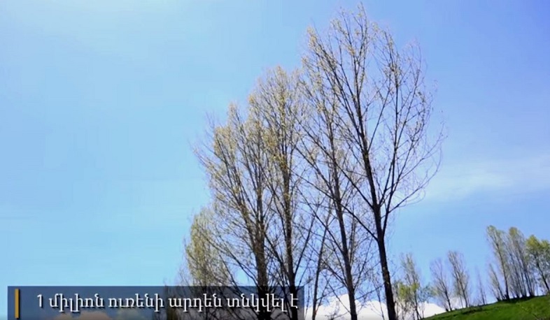 ՀՀ մարզերից վեցում տնկվել է ավելի քան 1 մլն ուռենի
