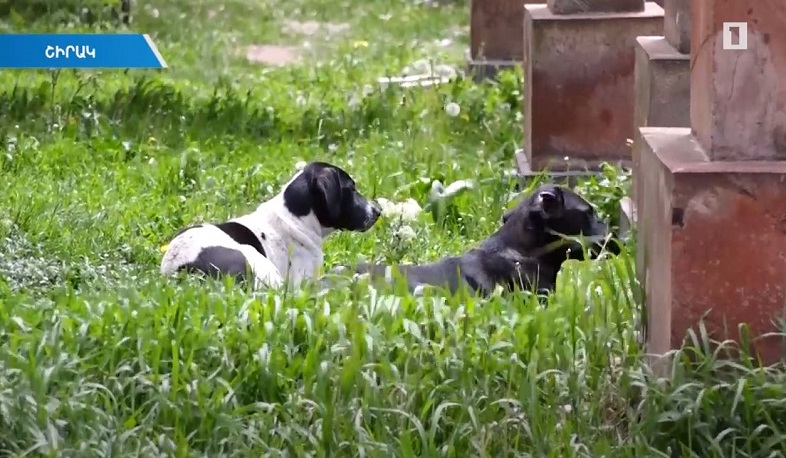 Թափառող շների կողմից հարձակման ենթարկված երեխայի վիճակը գնահատվում է ծանր՝ դրական դինամիկայով