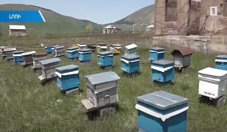 Հարթագյուղում հոլանդացիների օգնությամբ ստեղծված փորձադաշտում նոր բույսեր են փորձարկվում