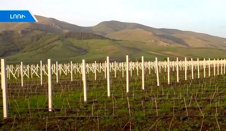 Լոռիում հիմնել են ազնվամորու այգի. բերքը կարտահանեն