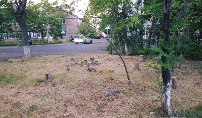 Կտրված ծառերի փոխարեն աշնանը կտնկվեն նորերը. քաղաքապետի խոսնակ