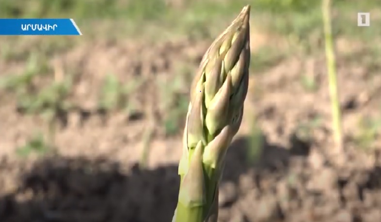 Ծնեբեկի մշակումը թափ է հավաքում. գյուղատնտեսներն արդեն մտածում են արտահանման մասին