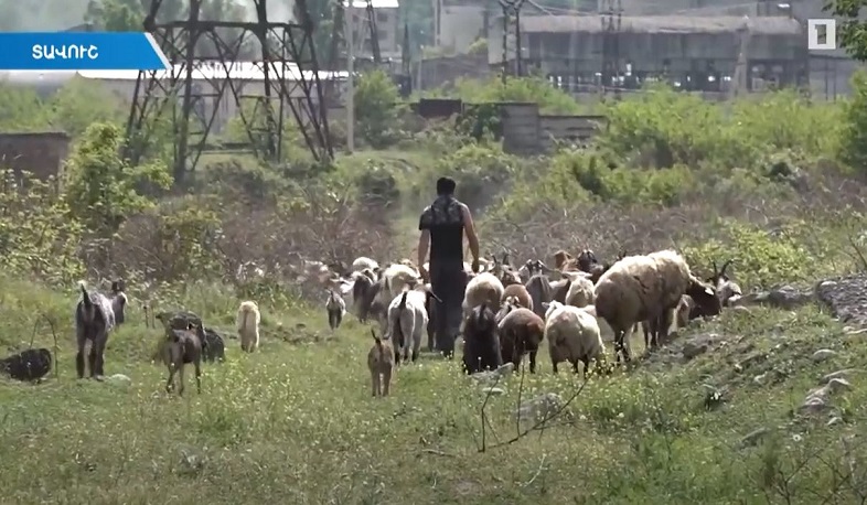 Մինչև 30 մլն դրամ անտոկոս վարկ. ոչխարաբուծությանն աջակցող կառավարության ծրագիրը