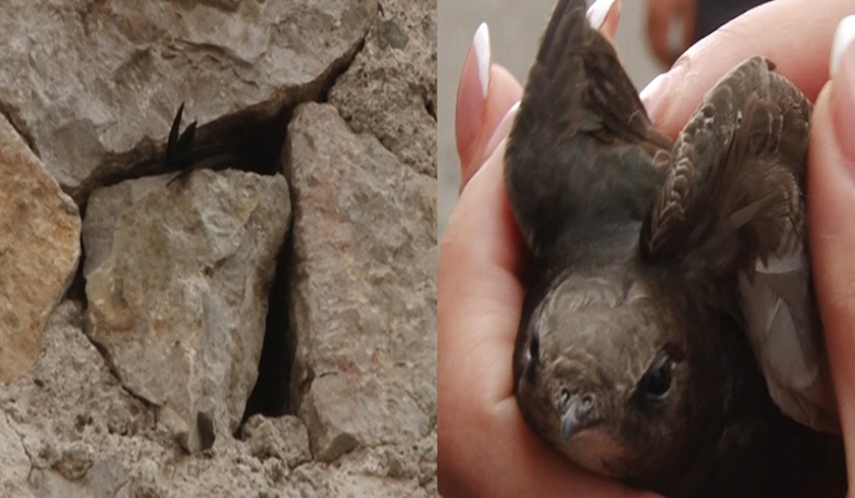 Փրկարարները օգնության են հասել պատի շարվածքի արանքում արգելափակված ծիծեռնակին