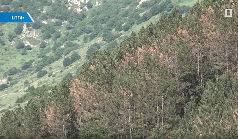 Լոռու մարզի Ագարակ համայնքում չորանում են փշատերև անտառները