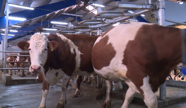 Տոհմային տավարաբուծական նոր ֆերմա Ջերմուկում