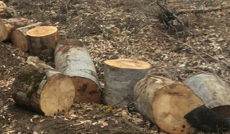 Լոռիում ապօրինի ծառահատումների դեպքի առթիվ հարուցված քրեական գործը դատարանում է