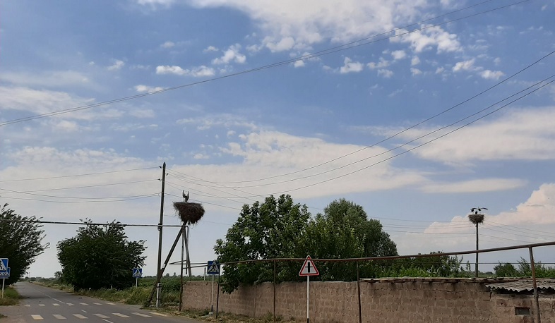 Արարատի և Արմավիրի մարզերում քննարկվել են արագիլների աղտոտման պատճառները