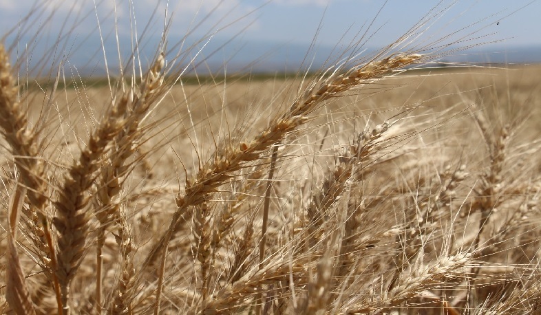 Կորոնավիրուսը խոցում է հիմնականում աղքատ ժողովուրդներին․ ՄԱԿ-ի Պարենի համաշխարհային ծրագիր