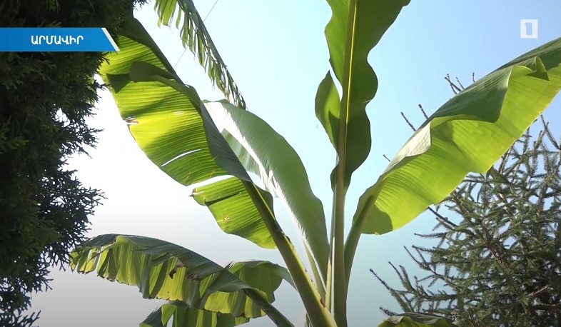 Գետաշենի «ինտերնացիոնալ» այգում բանան ու կիվի են աճում