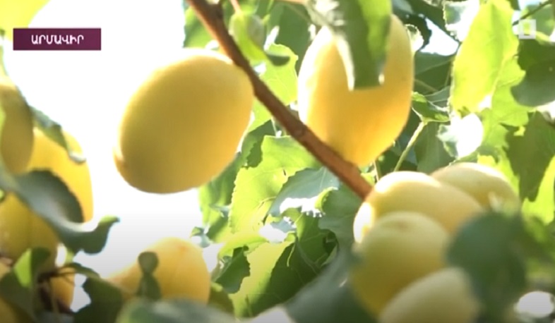 Ծիրանի մթերման ու արտահանման դժվարությունները