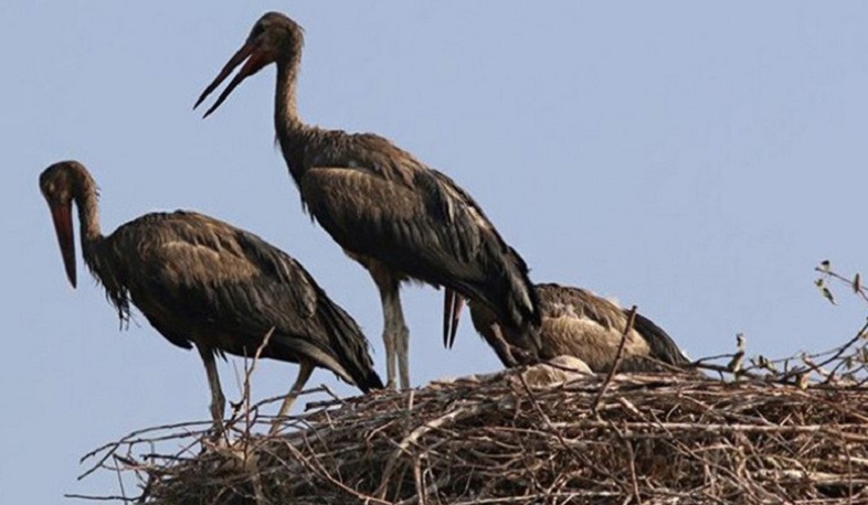 ՇՄ նախարարությունը պարզել է արագիլների աղտոտման հավանական օջախները