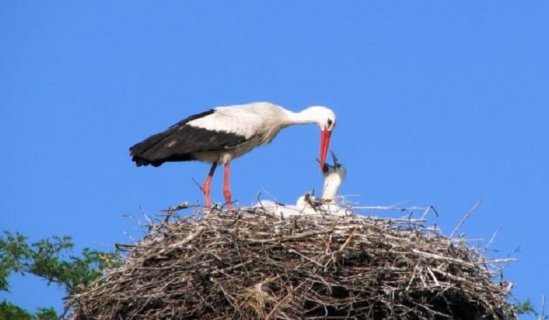 ԲԸՏՄ-ն պարզում է արագիլների աղտոտման հավանական աղբյուրը