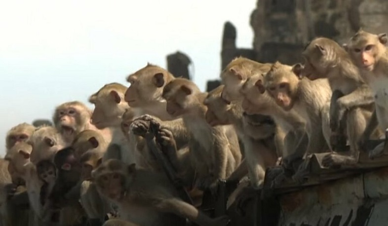 Կապիկները գրավել են թաիլանդական քաղաքը