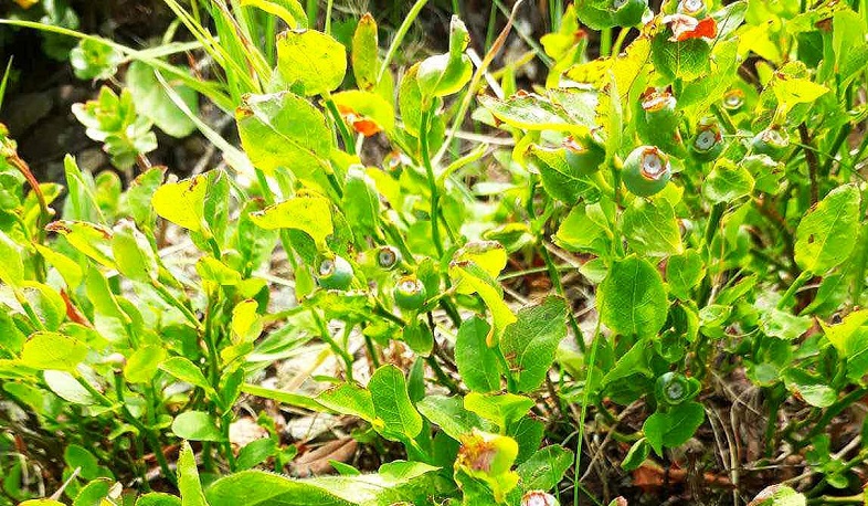 Հայաստանում հայտնաբերվել է Կարմիր գրքում ընդգրկված հապալասենի