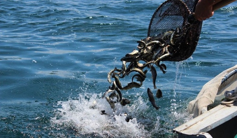 Սևանա լիճ իշխանի ավելի քան 300 հազար մանրաձուկ է բաց թողնվել