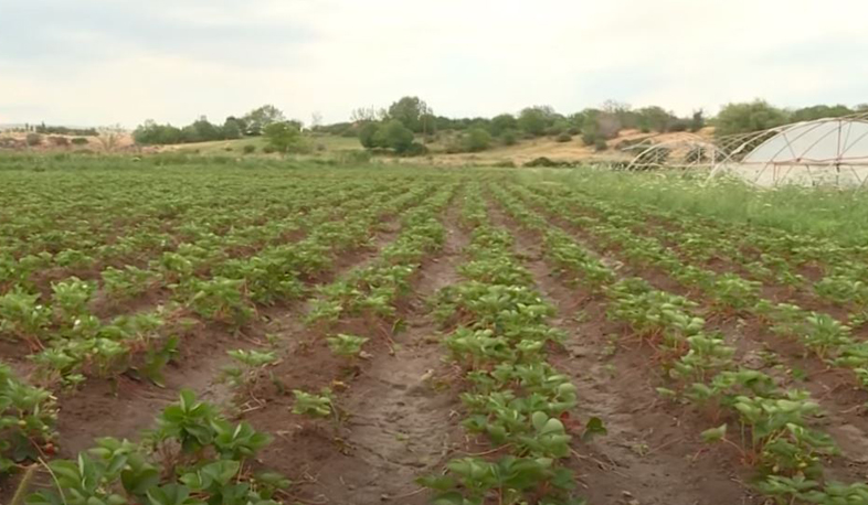 Հայաստանից գյուղմթերքի արտահանման ծավալը նախորդ տարվա համեմատ նվազել է. տարբերությունը զգալի չէ