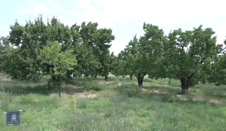 Կառավարությունը գյուղապահովագրության ծրագիր է մշակել