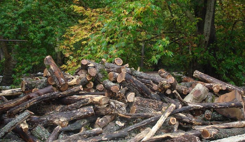 Բացահայտվել է ծառերի ապօրինի հատմամբ զբաղվող հանցավոր խումբ. 10 անձի մեղադրանք է առաջադրվել