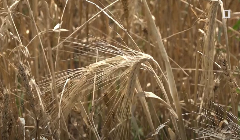 Չորային տարին անբարենպաստ է եղել հացահատիկի համար. Լոռիում սկսել է արտերի հունձը