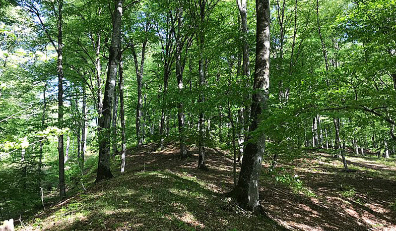 Դիլիջանի անտառում մոլորված քաղաքացիները հայտնաբերվել են