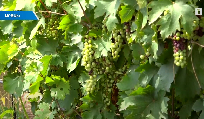 Արցախում լայն թափ է առել այգեգործությունը