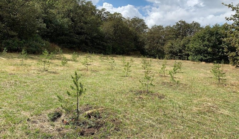10 միլիոն ծառ տնկելու նախագիծն անպայման պետք է իրագործել մյուս տարի. վարչապետ