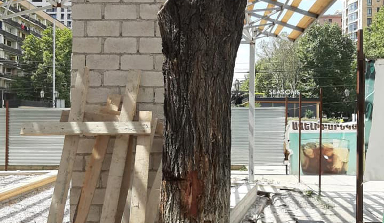 Սրճարանի սեփականատերը պարտավորվել է հատված 4 թեղիի փոխարեն 9 սոսի տնկել