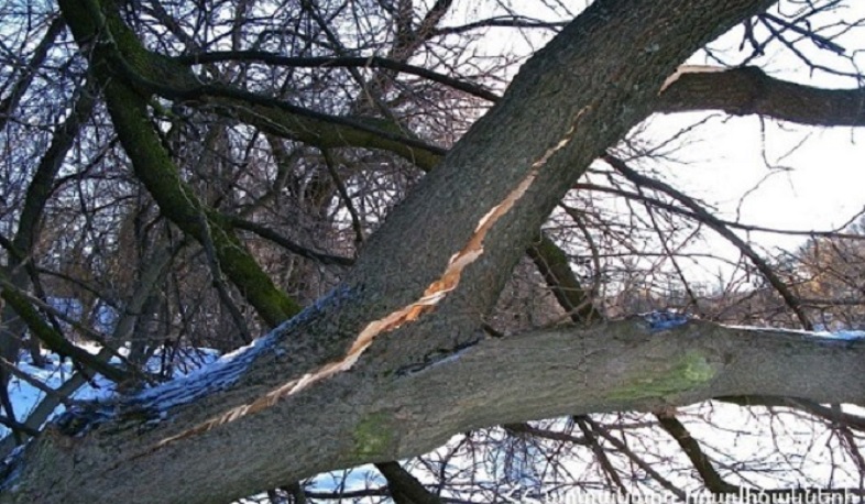 Երևանում գույքագրվել է  հատման ենթակա շուրջ 500 ծառ. Կուբատյան