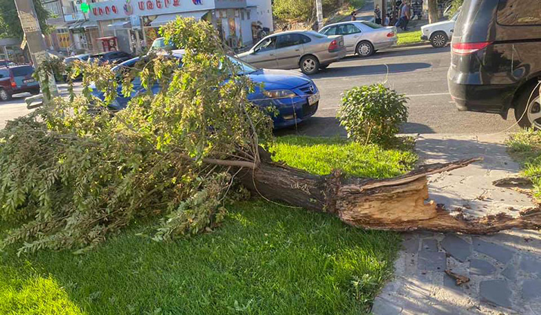 Թեղին քամուց տապալվել է