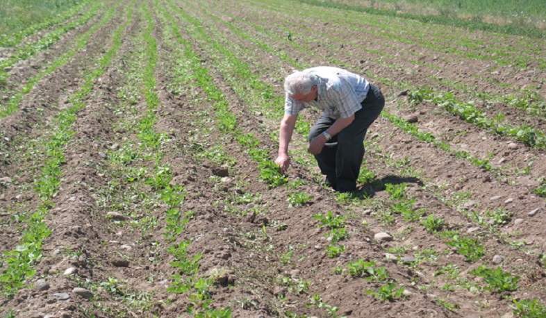 Գյուղատնտեսական աշխատանք կատարողների համար դիմակի կրման պահանջի մեղմացումը ևս կքննարկվի