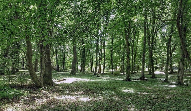 «Վայոց ձորի անտառտնտեսություն» մասնաճյուղի տնօրենին մեղադրանք է առաջադրվել